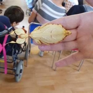 pokaż obrazek - 