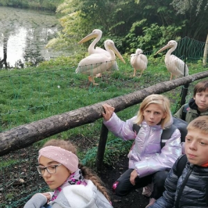 pokaż obrazek - 