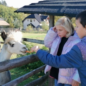 pokaż obrazek - 